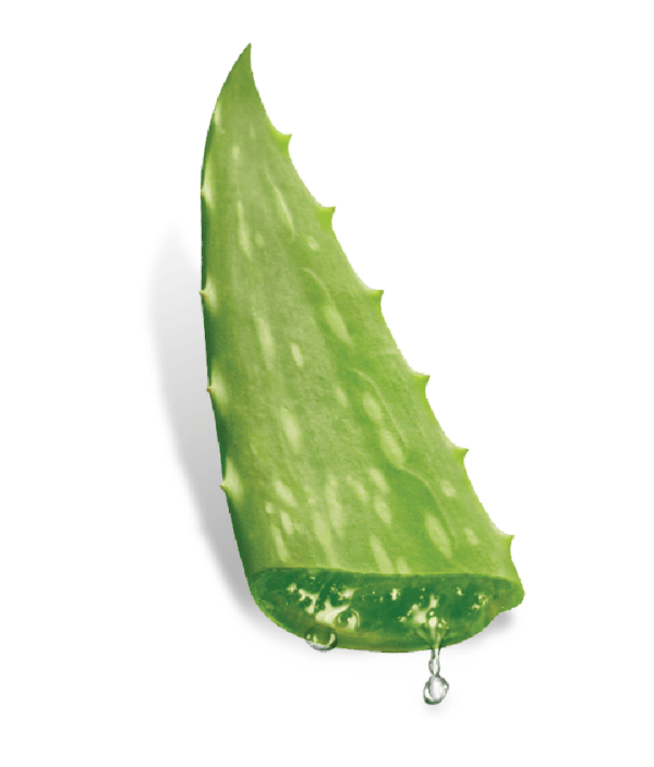 aloe leaf